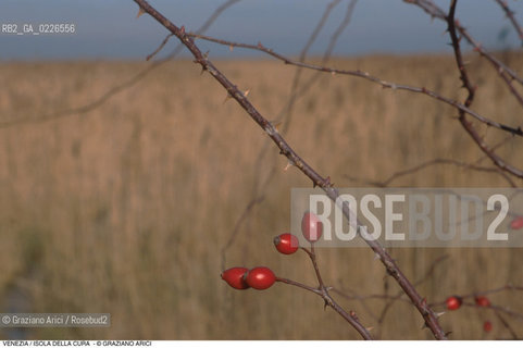 Caption: Nome:..ISOLA LA CURA....Localizzazione:..VENEZIA / ISOLA LA CURA / LAGUNA NORD..VENICE / THE ISLE OF LA CURA / THE NORTH LAGOON..Soggetto:..ISOLA LA CURA CANNETO BACCHE..ISLE OF LA CURA ..Cronologia:......Autore:......Stile:......Editori Stampatori:......Committenza:......Materia e Tecnica:......Collocazione:......Note:..LISOLA E STATA SEDE DI ATTIVITÀ AGRICOLE E DELLA PESCA..THE ISLAND HAS BEEN USED FOR AGRICULTURAL AND  FISHING PURPOSE ..Riproduzione Fotografica:..Graziano Arici/Rosebud2 ...Copyright:..Graziano Arici / rosebud2/....Data:..1993....Costo:..A....Key:..ISOLE ABBANDONATE..UNINHABITED ISLANDS