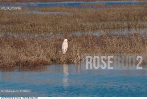 Caption: Localizzazione:..VENEZIA / LAGUNA NORD..Oggetto:..Soggetto:..VERSO BURANO BARENE  UCCELLO ..Cronologia: ....Definizione Culturale:..   Autore: ..   Stile: ..   Editori/Stampatori:..   Committenza:..Materia e Tecnica:..Collocazione:..Note:....Riproduzione Fotografica:..Graziano Arici/Rosebud2 .Copyright:..Graziano Arici/Rosebud2 .Data:..1995..Costo:..A