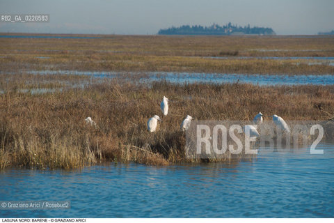 Caption: Localizzazione:..VENEZIA / LAGUNA NORD..Oggetto:..Soggetto:..VERSO BURANO BARENE  UCCELLI..Cronologia: ....Definizione Culturale:..   Autore: ..   Stile: ..   Editori/Stampatori:..   Committenza:..Materia e Tecnica:..Collocazione:..Note:....Riproduzione Fotografica:..Graziano Arici/Rosebud2 .Copyright:..Graziano Arici/Rosebud2 .Data:..1995..Costo:..A