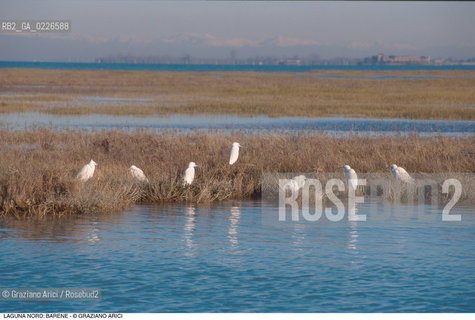 Caption: Localizzazione:..VENEZIA / LAGUNA NORD..Oggetto:..Soggetto:..VERSO BURANO BARENE  UCCELLI..Cronologia: ....Definizione Culturale:..   Autore: ..   Stile: ..   Editori/Stampatori:..   Committenza:..Materia e Tecnica:..Collocazione:..Note:....Riproduzione Fotografica:..Graziano Arici/Rosebud2 .Copyright:..Graziano Arici/Rosebud2 .Data:..1995..Costo:..A