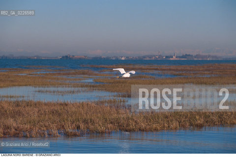Caption: Localizzazione:..VENEZIA / LAGUNA NORD..Oggetto:..Soggetto:..VERSO BURANO BARENE AIRONI UCCELLI..Cronologia: ....Definizione Culturale:..   Autore: ..   Stile: ..   Editori/Stampatori:..   Committenza:..Materia e Tecnica:..Collocazione:..Note:....Riproduzione Fotografica:..Graziano Arici/Rosebud2 .Copyright:..Graziano Arici/Rosebud2 .Data:..1995..Costo:..A
