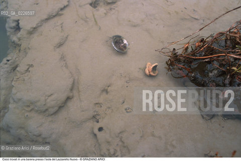 Caption: Nome:..ISOLA DEL LAZZARETTO NUOVO....Localizzazione:..VENEZIA / ISOLA DEL LAZZARETTO NUOVO / LAGUNA NORD..VENICE / THE ISLE OF LAZZARETTO NUOVO / THE NORTH LAGOON..Soggetto:..ISOLA DEL LAZZARETTO NUOVO / ..COCCI TROVATI IN BARENA PIPA..ARCHEOLOGIA..Cronologia:......Autore:.. ....Stile:......Editori Stampatori:......Committenza:......Materia e Tecnica:......Collocazione:..TESON GRANDO / ISOLA DEL LAZZARETTO NUOVO....Note:..NEL XV SEC. DIVENTA LAZZARETTO PER LESPURGO DELLE MERCI E SUCCESSIVAMENTE DELLE PERSONE SOSPETTE DI CONTAGIO. DOPO LA PESTILENZA DEL XVI SEC. VIENE ABBANDONATA E NEL 1800 DIVENTA ZONA MILITARE ..THE ISLAND BECAME A QUARANTINE STATION IN XVth CENTURY, FIRST FOR GOODS AND LATER FOR INDIVIDUALS SUSPECTED OF BEING INFECTED. AFTER THE PLAGUES OF THE XVIth CENTURY, THE ISLAND WAS ABANDONED AND IT BECAME A MILITARY POST IN 1800 ..Riproduzione Fotografica:..Graziano Arici/Rosebud2 ...Copyright:..Graziano Arici / rosebud2/....Data:..1999....Costo:..A....Key:..ISOLE ABBANDONATE..UNINHABITED ISLANDS