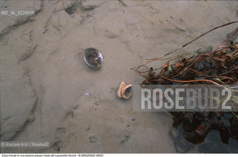 Caption: Nome:..ISOLA DEL LAZZARETTO NUOVO....Localizzazione:..VENEZIA / ISOLA DEL LAZZARETTO NUOVO / LAGUNA NORD..VENICE / THE ISLE OF LAZZARETTO NUOVO / THE NORTH LAGOON..Soggetto:..ISOLA DEL LAZZARETTO NUOVO / ..COCCI TROVATI IN BARENA PIPA CONCHIGLIA..ARCHEOLOGIA..Cronologia:......Autore:.. ....Stile:......Editori Stampatori:......Committenza:......Materia e Tecnica:......Collocazione:..TESON GRANDO / ISOLA DEL LAZZARETTO NUOVO....Note:..NEL XV SEC. DIVENTA LAZZARETTO PER LESPURGO DELLE MERCI E SUCCESSIVAMENTE DELLE PERSONE SOSPETTE DI CONTAGIO. DOPO LA PESTILENZA DEL XVI SEC. VIENE ABBANDONATA E NEL 1800 DIVENTA ZONA MILITARE ..THE ISLAND BECAME A QUARANTINE STATION IN XVth CENTURY, FIRST FOR GOODS AND LATER FOR INDIVIDUALS SUSPECTED OF BEING INFECTED. AFTER THE PLAGUES OF THE XVIth CENTURY, THE ISLAND WAS ABANDONED AND IT BECAME A MILITARY POST IN 1800 ..Riproduzione Fotografica:..Graziano Arici/Rosebud2 ...Copyright:..Graziano Arici / rosebud2/....Data:..1999....Costo:..A....Key:..ISOLE ABBANDONATE..UNINHABITED ISLANDS