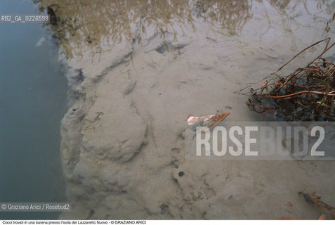 Caption: Nome:..ISOLA DEL LAZZARETTO NUOVO....Localizzazione:..VENEZIA / ISOLA DEL LAZZARETTO NUOVO / LAGUNA NORD..VENICE / THE ISLE OF LAZZARETTO NUOVO / THE NORTH LAGOON..Soggetto:..ISOLA DEL LAZZARETTO NUOVO / ..COCCI TROVATI IN BARENA..ARCHEOLOGIA..Cronologia:......Autore:.. ....Stile:......Editori Stampatori:......Committenza:......Materia e Tecnica:......Collocazione:..TESON GRANDO / ISOLA DEL LAZZARETTO NUOVO....Note:..NEL XV SEC. DIVENTA LAZZARETTO PER LESPURGO DELLE MERCI E SUCCESSIVAMENTE DELLE PERSONE SOSPETTE DI CONTAGIO. DOPO LA PESTILENZA DEL XVI SEC. VIENE ABBANDONATA E NEL 1800 DIVENTA ZONA MILITARE ..THE ISLAND BECAME A QUARANTINE STATION IN XVth CENTURY, FIRST FOR GOODS AND LATER FOR INDIVIDUALS SUSPECTED OF BEING INFECTED. AFTER THE PLAGUES OF THE XVIth CENTURY, THE ISLAND WAS ABANDONED AND IT BECAME A MILITARY POST IN 1800 ..Riproduzione Fotografica:..Graziano Arici/Rosebud2 ...Copyright:..Graziano Arici / rosebud2/....Data:..1999....Costo:..A....Key:..ISOLE ABBANDONATE..UNINHABITED ISLANDS
