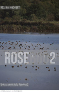 Localizzazione:..VENEZIA / LAGUNA SUD..Oggetto:..Soggetto:..OASI FAUNISTICA DI VALLE AVERTO / UCCELLI WWF..Cronologia: ....Definizione Culturale:..   Autore:....   Stile:..   Editori/Stampatori:..   Committenza:..Materia e Tecnica:....Collocazione:..Note:..LAGUNA - PESCA..Riproduzione Fotografica:..Copyright:..Graziano Arici/Rosebud2 .Data:..1995..Costo:..A