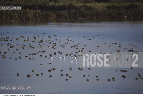 Localizzazione:..VENEZIA / LAGUNA SUD..Oggetto:..Soggetto:..OASI FAUNISTICA DI VALLE AVERTO / UCCELLI WWF..Cronologia: ....Definizione Culturale:..   Autore:....   Stile:..   Editori/Stampatori:..   Committenza:..Materia e Tecnica:....Collocazione:..Note:..LAGUNA - PESCA..Riproduzione Fotografica:..Copyright:..Graziano Arici/Rosebud2 .Data:..1995..Costo:..A