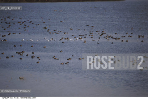 Localizzazione:..VENEZIA / LAGUNA SUD..Oggetto:..Soggetto:..OASI FAUNISTICA DI VALLE AVERTO / UCCELLI WWF..Cronologia: ....Definizione Culturale:..   Autore:....   Stile:..   Editori/Stampatori:..   Committenza:..Materia e Tecnica:....Collocazione:..Note:..LAGUNA - PESCA..Riproduzione Fotografica:..Copyright:..Graziano Arici/Rosebud2 .Data:..1995..Costo:..A