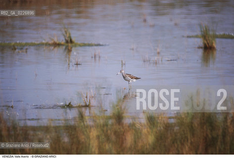 Localizzazione:..VENEZIA / LAGUNA SUD..Oggetto:..Soggetto:..OASI FAUNISTICA DI VALLE AVERTO / UCCELLO WWF..Cronologia: ....Definizione Culturale:..   Autore:....   Stile:..   Editori/Stampatori:..   Committenza:..Materia e Tecnica:....Collocazione:..Note:..LAGUNA - PESCA..Riproduzione Fotografica:..Copyright:..Graziano Arici/Rosebud2 .Data:..1995..Costo:..A