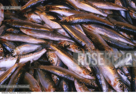 Localizzazione:..VENEZIA / S. POLO..Oggetto:..Soggetto:..MERCATO ITTICO DI RIALTO / PESCHERIA PESCE..Cronologia: ....Definizione Culturale:..   Autore:....   Stile:..   Editori/Stampatori:..   Committenza:..Materia e Tecnica:....Collocazione:..Note:..MERCATI..Riproduzione Fotografica:..Copyright:..Graziano Arici/Rosebud2 .Data:..1985..Costo:..A