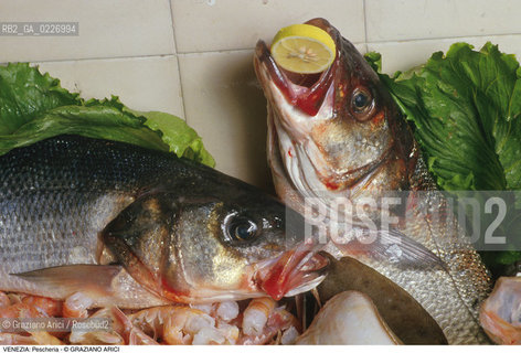 Localizzazione:..VENEZIA / S. POLO..Oggetto:..Soggetto:..MERCATO ITTICO DI RIALTO / PESCHERIA PESCE..Cronologia: ....Definizione Culturale:..   Autore:....   Stile:..   Editori/Stampatori:..   Committenza:..Materia e Tecnica:....Collocazione:..Note:..MERCATI..Riproduzione Fotografica:..Copyright:..Graziano Arici/Rosebud2 .Data:..1985..Costo:..A