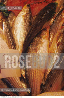 Localizzazione:..VENEZIA / S. POLO..Oggetto:..Soggetto:..MERCATO ITTICO DI RIALTO / PESCHERIA PESCE..Cronologia: ....Definizione Culturale:..   Autore:....   Stile:..   Editori/Stampatori:..   Committenza:..Materia e Tecnica:....Collocazione:..Note:..MERCATI..Riproduzione Fotografica:..Copyright:..Graziano Arici/Rosebud2 .Data:..1985..Costo:..A