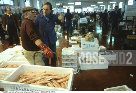 Localizzazione:..VENEZIA / TRONCHETTO..Oggetto:..Soggetto:..MERCATO DI PESCE ALL INGROSSO..Cronologia: ....Definizione Culturale:..   Autore:....   Stile:..   Editori/Stampatori:..   Committenza:..Materia e Tecnica:....Collocazione:..Note:..MERCATI..Riproduzione Fotografica:..Copyright:..Graziano Arici/Rosebud2 .Data:..1990..Costo:..A