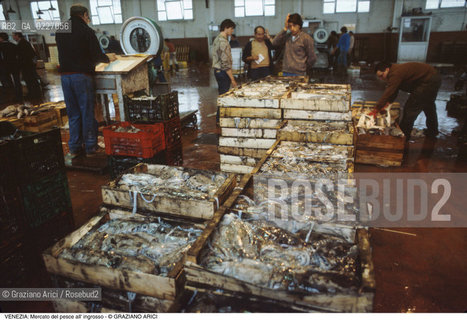 Localizzazione:..VENEZIA / TRONCHETTO..Oggetto:..Soggetto:..MERCATO DI PESCE ALL INGROSSO..Cronologia: ....Definizione Culturale:..   Autore:....   Stile:..   Editori/Stampatori:..   Committenza:..Materia e Tecnica:....Collocazione:..Note:..MERCATI..Riproduzione Fotografica:..Copyright:..Graziano Arici/Rosebud2 .Data:..1990..Costo:..A
