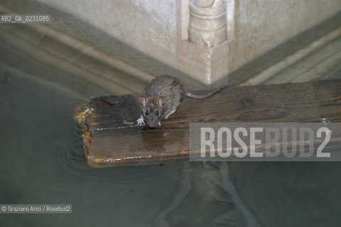 HIGH TIDE IN VENICE - 16 /11/2002  ©Graziano Arici/Rosebud2  ALTA MAREA / ACQUA ALTA TOPO