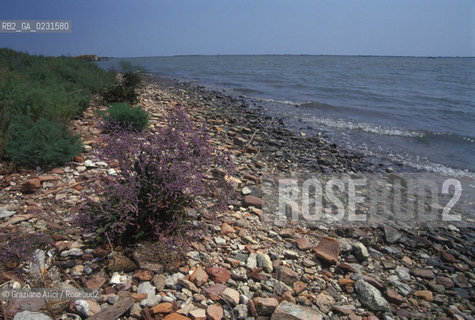 Caption: Nome:..LE SALINE DALLISOLA DI SANTARIANO....Localizzazione:..VENEZIA / ISOLA DI SANTARIANO / LAGUNA NORD..VENICE / THE ISLE OF SANTARIANO   / THE NORTH LAGOON..Soggetto:..LE SALINE DALLISOLA DI SANTARIANO..LE SALINE FROM THE ISLE OF SANTARIANO..Cronologia:......Autore:......Stile:......Editori Stampatori:......Committenza:......Materia e Tecnica:......Collocazione:......Note:..NEL 1565 VIENE REALIZZATO UN MURO CHE RECINGE ANCORA OGGI LA PARTE DELLISOLA ALLORA DESTINATA AD OSSARIO..IN 1565 A WALL HAS BEEN BUILT TO SURROUND AN OSSUARY..Riproduzione Fotografica:..Graziano Arici/Rosebud2 ...Copyright:..Graziano Arici / rosebud2/....Data:..1993....Costo:..A....Key:..ISOLE ABBANDONATE..UNINHABITED ISLANDS