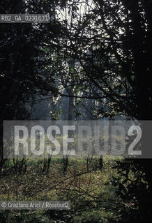 Nome:..ISOLA DI SAN CLEMENTE: OSPEDALE ....Localizzazione:..VENEZIA / ISOLA DI SAN CLEMENTE / LAGUNA SUD..VENICE / THE ISLE OF SAN CLEMENTE / THE SOUTH LAGOON..Soggetto:..ISOLA DI SAN CLEMENTE / OSPEDALE PARCO..ISLE OF SAN CLEMENTE / HOSPITAL..Cronologia:......Autore:......Stile:......Editori Stampatori:......Committenza:......Materia e Tecnica:......Collocazione:......Note:..I PRIMI EDIFICI RISALGONO AL XII SECOLO / DAL 1834 LISOLA DIVENNE MANICOMIO PROVINCIALE FEMMINILE FINO AL1992 / SACCHEGGIATA NEL 1992, OGGI E DIVENTATA RIFUGIO PER GATTI RANDAGI, GRAZIE AI VOLONTARI DELLASSOCIAZIONE DINGO..THE FIRST BUILDINGS  DATE BACK TO THE XII CENTURY  / FROM 1834 TO 1992 IT WAS USED AS A GIRLS MENTAL HOSPITAL  / SACKED IN 1992, IT BECAME A REFUGE FOR STRAY CATS, THANKS TO  VOLUNTARY DINGO ASSOCIATION..Riproduzione Fotografica:..Graziano Arici/Rosebud2 ...Copyright:..Graziano Arici / rosebud2/....Data:..1993....Costo:..A....Key:..ISOLE ABBANDONATE / PALAZZI..UNINHABITED ISLANDS / PALACES