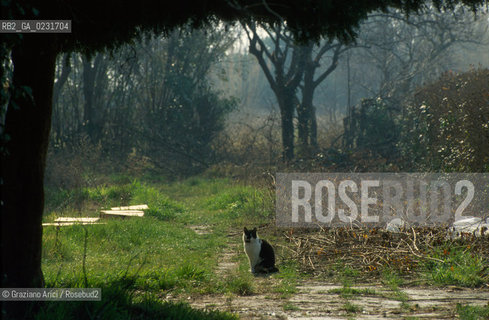 Nome:..ISOLA DI SAN CLEMENTE: RIFUGIO PER GATTI....Localizzazione:..VENEZIA / ISOLA DI SAN CLEMENTE / LAGUNA SUD..VENICE / THE ISLE OF SAN CLEMENTE / THE SOUTH  LAGOON..Soggetto:..ISOLA DI SAN CLEMENTE / RIFUGIO PER GATTI..ISLE OF  SAN CLEMENTE / REFUGE FOR CATS..Cronologia:......Autore:......Stile:......Editori Stampatori:......Committenza:......Materia e Tecnica:......Collocazione:......Note:..I PRIMI EDIFICI RISALGONO AL XII SECOLO / DAL 1834 LISOLA DIVENNE MANICOMIO PROVINCIALE FEMMINILE FINO AL1992 / SACCHEGGIATA NEL 1992, OGGI E DIVENTATA RIFUGIO PER GATTI RANDAGI, GRAZIE AI VOLONTARI DELLASSOCIAZIONE DINGO..THE FIRST BUILDINGS  DATE BACK TO THE XII CENTURY  / FROM 1834 TO 1992 IT WAS USED AS A GIRLS MENTAL HOSPITAL  / SACKED IN 1992, IT BECAME A REFUGE FOR STRAY CATS, THANKS TO  VOLUNTARY DINGO ASSOCIATION..Riproduzione Fotografica:..Graziano Arici/Rosebud2 ...Copyright:..Graziano Arici / rosebud2/....Data:..1993....Costo:..A....Key:..ISOLE ABBANDONATE..UNINHABITED ISLANDS