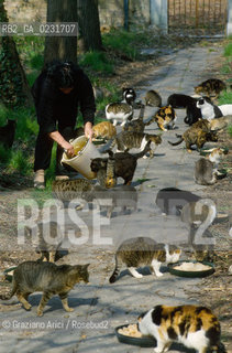 Nome:..ISOLA DI SAN CLEMENTE: RIFUGIO PER GATTI....Localizzazione:..VENEZIA / ISOLA DI SAN CLEMENTE / LAGUNA SUD..VENICE / THE ISLE OF SAN CLEMENTE / THE SOUTH  LAGOON..Soggetto:..ISOLA DI SAN CLEMENTE / RIFUGIO PER GATTI..ISLE OF  SAN CLEMENTE / REFUGE FOR CATS..Cronologia:......Autore:......Stile:......Editori Stampatori:......Committenza:......Materia e Tecnica:......Collocazione:......Note:..I PRIMI EDIFICI RISALGONO AL XII SECOLO / DAL 1834 LISOLA DIVENNE MANICOMIO PROVINCIALE FEMMINILE FINO AL1992 / SACCHEGGIATA NEL 1992, OGGI E DIVENTATA RIFUGIO PER GATTI RANDAGI, GRAZIE AI VOLONTARI DELLASSOCIAZIONE DINGO..THE FIRST BUILDINGS  DATE BACK TO THE XII CENTURY  / FROM 1834 TO 1992 IT WAS USED AS A GIRLS MENTAL HOSPITAL  / SACKED IN 1992, IT BECAME A REFUGE FOR STRAY CATS, THANKS TO  VOLUNTARY DINGO ASSOCIATION..Riproduzione Fotografica:..Graziano Arici/Rosebud2 ...Copyright:..Graziano Arici / rosebud2/....Data:..1993....Costo:..A....Key:..ISOLE ABBANDONATE..UNINHABITED ISLANDS
