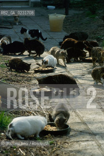 Nome:..ISOLA DI SAN CLEMENTE: RIFUGIO PER GATTI....Localizzazione:..VENEZIA / ISOLA DI SAN CLEMENTE / LAGUNA SUD..VENICE / THE ISLE OF SAN CLEMENTE / THE SOUTH  LAGOON..Soggetto:..ISOLA DI SAN CLEMENTE / RIFUGIO PER GATTI..ISLE OF  SAN CLEMENTE / REFUGE FOR CATS..Cronologia:......Autore:......Stile:......Editori Stampatori:......Committenza:......Materia e Tecnica:......Collocazione:......Note:..I PRIMI EDIFICI RISALGONO AL XII SECOLO / DAL 1834 LISOLA DIVENNE MANICOMIO PROVINCIALE FEMMINILE FINO AL1992 / SACCHEGGIATA NEL 1992, OGGI E DIVENTATA RIFUGIO PER GATTI RANDAGI, GRAZIE AI VOLONTARI DELLASSOCIAZIONE DINGO..THE FIRST BUILDINGS  DATE BACK TO THE XII CENTURY  / FROM 1834 TO 1992 IT WAS USED AS A GIRLS MENTAL HOSPITAL  / SACKED IN 1992, IT BECAME A REFUGE FOR STRAY CATS, THANKS TO  VOLUNTARY DINGO ASSOCIATION..Riproduzione Fotografica:..Graziano Arici/Rosebud2 ...Copyright:..Graziano Arici / rosebud2/....Data:..1993....Costo:..A....Key:..ISOLE ABBANDONATE..UNINHABITED ISLANDS