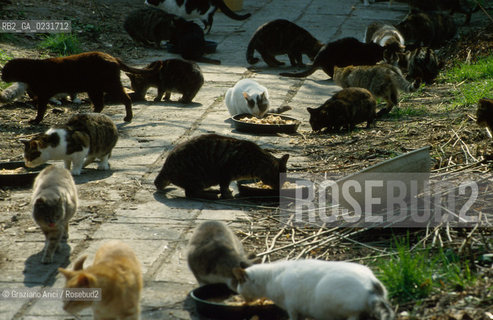 Nome:..ISOLA DI SAN CLEMENTE: RIFUGIO PER GATTI....Localizzazione:..VENEZIA / ISOLA DI SAN CLEMENTE / LAGUNA SUD..VENICE / THE ISLE OF SAN CLEMENTE / THE SOUTH  LAGOON..Soggetto:..ISOLA DI SAN CLEMENTE / RIFUGIO PER GATTI..ISLE OF  SAN CLEMENTE / REFUGE FOR CATS..Cronologia:......Autore:......Stile:......Editori Stampatori:......Committenza:......Materia e Tecnica:......Collocazione:......Note:..I PRIMI EDIFICI RISALGONO AL XII SECOLO / DAL 1834 LISOLA DIVENNE MANICOMIO PROVINCIALE FEMMINILE FINO AL1992 / SACCHEGGIATA NEL 1992, OGGI E DIVENTATA RIFUGIO PER GATTI RANDAGI, GRAZIE AI VOLONTARI DELLASSOCIAZIONE DINGO..THE FIRST BUILDINGS  DATE BACK TO THE XII CENTURY  / FROM 1834 TO 1992 IT WAS USED AS A GIRLS MENTAL HOSPITAL  / SACKED IN 1992, IT BECAME A REFUGE FOR STRAY CATS, THANKS TO  VOLUNTARY DINGO ASSOCIATION..Riproduzione Fotografica:..Graziano Arici/Rosebud2 ...Copyright:..Graziano Arici / rosebud2/....Data:..1993....Costo:..A....Key:..ISOLE ABBANDONATE..UNINHABITED ISLANDS