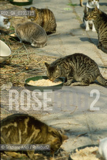 Nome:..ISOLA DI SAN CLEMENTE: RIFUGIO PER GATTI....Localizzazione:..VENEZIA / ISOLA DI SAN CLEMENTE / LAGUNA SUD..VENICE / THE ISLE OF SAN CLEMENTE / THE SOUTH  LAGOON..Soggetto:..ISOLA DI SAN CLEMENTE / RIFUGIO PER GATTI..ISLE OF  SAN CLEMENTE / REFUGE FOR CATS..Cronologia:......Autore:......Stile:......Editori Stampatori:......Committenza:......Materia e Tecnica:......Collocazione:......Note:..I PRIMI EDIFICI RISALGONO AL XII SECOLO / DAL 1834 LISOLA DIVENNE MANICOMIO PROVINCIALE FEMMINILE FINO AL1992 / SACCHEGGIATA NEL 1992, OGGI E DIVENTATA RIFUGIO PER GATTI RANDAGI, GRAZIE AI VOLONTARI DELLASSOCIAZIONE DINGO..THE FIRST BUILDINGS  DATE BACK TO THE XII CENTURY  / FROM 1834 TO 1992 IT WAS USED AS A GIRLS MENTAL HOSPITAL  / SACKED IN 1992, IT BECAME A REFUGE FOR STRAY CATS, THANKS TO  VOLUNTARY DINGO ASSOCIATION..Riproduzione Fotografica:..Graziano Arici/Rosebud2 ...Copyright:..Graziano Arici / rosebud2/....Data:..1993....Costo:..A....Key:..ISOLE ABBANDONATE..UNINHABITED ISLANDS