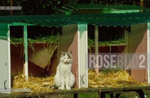 Nome:..ISOLA DI SAN CLEMENTE: RIFUGIO PER GATTI....Localizzazione:..VENEZIA / ISOLA DI SAN CLEMENTE / LAGUNA SUD..VENICE / THE ISLE OF SAN CLEMENTE / THE SOUTH  LAGOON..Soggetto:..ISOLA DI SAN CLEMENTE / RIFUGIO PER GATTI..ISLE OF  SAN CLEMENTE / REFUGE FOR CATS..Cronologia:......Autore:......Stile:......Editori Stampatori:......Committenza:......Materia e Tecnica:......Collocazione:......Note:..I PRIMI EDIFICI RISALGONO AL XII SECOLO / DAL 1834 LISOLA DIVENNE MANICOMIO PROVINCIALE FEMMINILE FINO AL1992 / SACCHEGGIATA NEL 1992, OGGI E DIVENTATA RIFUGIO PER GATTI RANDAGI, GRAZIE AI VOLONTARI DELLASSOCIAZIONE DINGO..THE FIRST BUILDINGS  DATE BACK TO THE XII CENTURY  / FROM 1834 TO 1992 IT WAS USED AS A GIRLS MENTAL HOSPITAL  / SACKED IN 1992, IT BECAME A REFUGE FOR STRAY CATS, THANKS TO  VOLUNTARY DINGO ASSOCIATION..Riproduzione Fotografica:..Graziano Arici/Rosebud2 ...Copyright:..Graziano Arici / rosebud2/....Data:..1993....Costo:..A....Key:..ISOLE ABBANDONATE..UNINHABITED ISLANDS