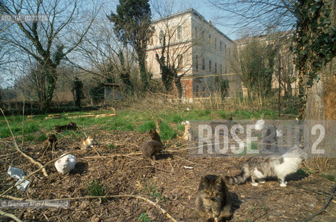 Nome:..ISOLA DI SAN CLEMENTE: RIFUGIO PER GATTI....Localizzazione:..VENEZIA / ISOLA DI SAN CLEMENTE / LAGUNA SUD..VENICE / THE ISLE OF SAN CLEMENTE / THE SOUTH  LAGOON..Soggetto:..ISOLA DI SAN CLEMENTE / RIFUGIO PER GATTI..ISLE OF  SAN CLEMENTE / REFUGE FOR CATS..Cronologia:......Autore:......Stile:......Editori Stampatori:......Committenza:......Materia e Tecnica:......Collocazione:......Note:..I PRIMI EDIFICI RISALGONO AL XII SECOLO / DAL 1834 LISOLA DIVENNE MANICOMIO PROVINCIALE FEMMINILE FINO AL1992 / SACCHEGGIATA NEL 1992, OGGI E DIVENTATA RIFUGIO PER GATTI RANDAGI, GRAZIE AI VOLONTARI DELLASSOCIAZIONE DINGO..THE FIRST BUILDINGS  DATE BACK TO THE XII CENTURY  / FROM 1834 TO 1992 IT WAS USED AS A GIRLS MENTAL HOSPITAL  / SACKED IN 1992, IT BECAME A REFUGE FOR STRAY CATS, THANKS TO  VOLUNTARY DINGO ASSOCIATION..Riproduzione Fotografica:..Graziano Arici/Rosebud2 ...Copyright:..Graziano Arici / rosebud2/....Data:..1993....Costo:..A....Key:..ISOLE ABBANDONATE..UNINHABITED ISLANDS