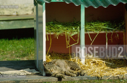 Nome:..ISOLA DI SAN CLEMENTE: RIFUGIO PER GATTI....Localizzazione:..VENEZIA / ISOLA DI SAN CLEMENTE / LAGUNA SUD..VENICE / THE ISLE OF SAN CLEMENTE / THE SOUTH  LAGOON..Soggetto:..ISOLA DI SAN CLEMENTE / RIFUGIO PER GATTI..ISLE OF  SAN CLEMENTE / REFUGE FOR CATS..Cronologia:......Autore:......Stile:......Editori Stampatori:......Committenza:......Materia e Tecnica:......Collocazione:......Note:..I PRIMI EDIFICI RISALGONO AL XII SECOLO / DAL 1834 LISOLA DIVENNE MANICOMIO PROVINCIALE FEMMINILE FINO AL1992 / SACCHEGGIATA NEL 1992, OGGI E DIVENTATA RIFUGIO PER GATTI RANDAGI, GRAZIE AI VOLONTARI DELLASSOCIAZIONE DINGO..THE FIRST BUILDINGS  DATE BACK TO THE XII CENTURY  / FROM 1834 TO 1992 IT WAS USED AS A GIRLS MENTAL HOSPITAL  / SACKED IN 1992, IT BECAME A REFUGE FOR STRAY CATS, THANKS TO  VOLUNTARY DINGO ASSOCIATION..Riproduzione Fotografica:..Graziano Arici/Rosebud2 ...Copyright:..Graziano Arici / rosebud2/....Data:..1993....Costo:..A....Key:..ISOLE ABBANDONATE..UNINHABITED ISLANDS