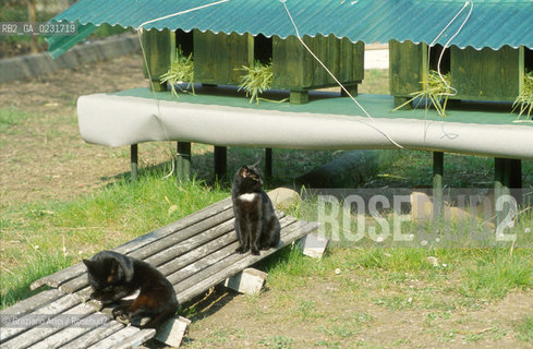 Nome:..ISOLA DI SAN CLEMENTE: RIFUGIO PER GATTI....Localizzazione:..VENEZIA / ISOLA DI SAN CLEMENTE / LAGUNA SUD..VENICE / THE ISLE OF SAN CLEMENTE / THE SOUTH  LAGOON..Soggetto:..ISOLA DI SAN CLEMENTE / RIFUGIO PER GATTI..ISLE OF  SAN CLEMENTE / REFUGE FOR CATS..Cronologia:......Autore:......Stile:......Editori Stampatori:......Committenza:......Materia e Tecnica:......Collocazione:......Note:..I PRIMI EDIFICI RISALGONO AL XII SECOLO / DAL 1834 LISOLA DIVENNE MANICOMIO PROVINCIALE FEMMINILE FINO AL1992 / SACCHEGGIATA NEL 1992, OGGI E DIVENTATA RIFUGIO PER GATTI RANDAGI, GRAZIE AI VOLONTARI DELLASSOCIAZIONE DINGO..THE FIRST BUILDINGS  DATE BACK TO THE XII CENTURY  / FROM 1834 TO 1992 IT WAS USED AS A GIRLS MENTAL HOSPITAL  / SACKED IN 1992, IT BECAME A REFUGE FOR STRAY CATS, THANKS TO  VOLUNTARY DINGO ASSOCIATION..Riproduzione Fotografica:..Graziano Arici/Rosebud2 ...Copyright:..Graziano Arici / rosebud2/....Data:..1993....Costo:..A....Key:..ISOLE ABBANDONATE..UNINHABITED ISLANDS