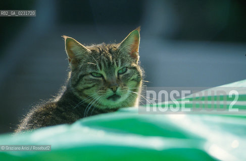Nome:..ISOLA DI SAN CLEMENTE: RIFUGIO PER GATTI....Localizzazione:..VENEZIA / ISOLA DI SAN CLEMENTE / LAGUNA SUD..VENICE / THE ISLE OF SAN CLEMENTE / THE SOUTH  LAGOON..Soggetto:..ISOLA DI SAN CLEMENTE / RIFUGIO PER GATTI..ISLE OF  SAN CLEMENTE / REFUGE FOR CATS..Cronologia:......Autore:......Stile:......Editori Stampatori:......Committenza:......Materia e Tecnica:......Collocazione:......Note:..I PRIMI EDIFICI RISALGONO AL XII SECOLO / DAL 1834 LISOLA DIVENNE MANICOMIO PROVINCIALE FEMMINILE FINO AL1992 / SACCHEGGIATA NEL 1992, OGGI E DIVENTATA RIFUGIO PER GATTI RANDAGI, GRAZIE AI VOLONTARI DELLASSOCIAZIONE DINGO..THE FIRST BUILDINGS  DATE BACK TO THE XII CENTURY  / FROM 1834 TO 1992 IT WAS USED AS A GIRLS MENTAL HOSPITAL  / SACKED IN 1992, IT BECAME A REFUGE FOR STRAY CATS, THANKS TO  VOLUNTARY DINGO ASSOCIATION..Riproduzione Fotografica:..Graziano Arici/Rosebud2 ...Copyright:..Graziano Arici / rosebud2/....Data:..1993....Costo:..A....Key:..ISOLE ABBANDONATE..UNINHABITED ISLANDS