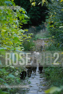 Nome:..ISOLA DI SAN CLEMENTE: RIFUGIO PER GATTI....Localizzazione:..VENEZIA / ISOLA DI SAN CLEMENTE / LAGUNA SUD..VENICE / THE ISLE OF SAN CLEMENTE / THE SOUTH  LAGOON..Soggetto:..ISOLA DI SAN CLEMENTE / RIFUGIO PER GATTI..ISLE OF  SAN CLEMENTE / REFUGE FOR CATS..Cronologia:......Autore:......Stile:......Editori Stampatori:......Committenza:......Materia e Tecnica:......Collocazione:......Note:..I PRIMI EDIFICI RISALGONO AL XII SECOLO / DAL 1834 LISOLA DIVENNE MANICOMIO PROVINCIALE FEMMINILE FINO AL1992 / SACCHEGGIATA NEL 1992, OGGI E DIVENTATA RIFUGIO PER GATTI RANDAGI, GRAZIE AI VOLONTARI DELLASSOCIAZIONE DINGO..THE FIRST BUILDINGS  DATE BACK TO THE XII CENTURY  / FROM 1834 TO 1992 IT WAS USED AS A GIRLS MENTAL HOSPITAL  / SACKED IN 1992, IT BECAME A REFUGE FOR STRAY CATS, THANKS TO  VOLUNTARY DINGO ASSOCIATION..Riproduzione Fotografica:..Graziano Arici/Rosebud2 ...Copyright:..Graziano Arici / rosebud2/....Data:..1993....Costo:..A....Key:..ISOLE ABBANDONATE..UNINHABITED ISLANDS