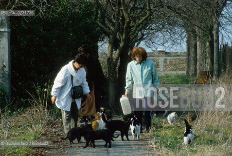 Nome:..ISOLA DI SAN CLEMENTE: RIFUGIO PER GATTI....Localizzazione:..VENEZIA / ISOLA DI SAN CLEMENTE / LAGUNA SUD..VENICE / THE ISLE OF SAN CLEMENTE / THE SOUTH  LAGOON..Soggetto:..ISOLA DI SAN CLEMENTE / RIFUGIO PER GATTI..ISLE OF  SAN CLEMENTE / REFUGE FOR CATS..Cronologia:......Autore:......Stile:......Editori Stampatori:......Committenza:......Materia e Tecnica:......Collocazione:......Note:..I PRIMI EDIFICI RISALGONO AL XII SECOLO / DAL 1834 LISOLA DIVENNE MANICOMIO PROVINCIALE FEMMINILE FINO AL1992 / SACCHEGGIATA NEL 1992, OGGI E DIVENTATA RIFUGIO PER GATTI RANDAGI, GRAZIE AI VOLONTARI DELLASSOCIAZIONE DINGO..THE FIRST BUILDINGS  DATE BACK TO THE XII CENTURY  / FROM 1834 TO 1992 IT WAS USED AS A GIRLS MENTAL HOSPITAL  / SACKED IN 1992, IT BECAME A REFUGE FOR STRAY CATS, THANKS TO  VOLUNTARY DINGO ASSOCIATION..Riproduzione Fotografica:..Graziano Arici/Rosebud2 ...Copyright:..Graziano Arici / rosebud2/....Data:..1993....Costo:..A....Key:..ISOLE ABBANDONATE..UNINHABITED ISLANDS