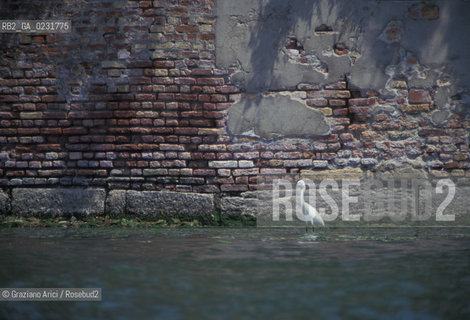 Nome:..ISOLA DI SAN GIORGIO IN ALGA....Localizzazione:..VENEZIA / ISOLA DI SAN GIORGIO IN ALGA / LAGUNA SUD..VENICE / THE ISLE OF SAN GIORGIO IN ALGA  / THE SOUTH LAGOON..Soggetto:..ISOLA DI SAN GIORGIO IN ALGA / RESTI DI UN EDIFICIO UCCELLO..THE ISLE OF SAN GIORGIO IN ALGA / REMAINS OF A BUILDING ..Cronologia:......Autore:......Stile:......Editori Stampatori:......Committenza:......Materia e Tecnica:......Collocazione:......Note:..NEL XI SEC. FU COSTRUITO UN CONVENTO / NEL 1729 VENNE UTILIZZATA COME CARCERE POLITICO E NEL 1806 VENNE TRASFORMATA IN POLVERIERA ..IN XIth CENTURY A CONVENT WAS BUILT /  THE ISLAND WAS USED FOR THE CONFINEMENT OF POLITICAL PRISONERS FROM 1729 AND IN 1806 WAS CONVERTED INTO A POWDER MAGAZINE..Riproduzione Fotografica:..Graziano Arici/Rosebud2 ...Copyright:..Graziano Arici / rosebud2/....Data:..1993....Costo:..A....Key:..ISOLE ABBANDONATE..UNINHABITED ISLANDS