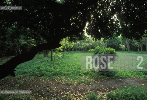 Caption: Nome:..ISOLA DEL LAZZARETTO VECCHIO....Localizzazione:..VENEZIA / ISOLA DEL LAZZARETTO VECCHIO / LAGUNA SUD..VENICE / THE ISLE OF LAZZARETTO VECCHIO / THE SOUTH LAGOON..Soggetto:..ISOLA DEL LAZZARETTO VECCHIO GIARDINO PARCO..THE ISLE OF LAZZARETTO VECCHIO..Cronologia:......Autore:.. ....Stile:......Editori Stampatori:......Committenza:......Materia e Tecnica:......Collocazione:......Note:..NEL 1423 SCOPPIO LA PESTE IN CITTA E LISOLA VENNE TRASFORMATA IN LAZZARETTO ..WITH THE 1423 PLAGUE THE ISLAND BECAME LAZZARETTO  (QUARANTINE STATION)..Riproduzione Fotografica:..Graziano Arici/Rosebud2 ...Copyright:..Graziano Arici / rosebud2/....Data:..1993....Costo:..A....Key:..ISOLE ABBANDONATE..UNINHABITED ISLANDS