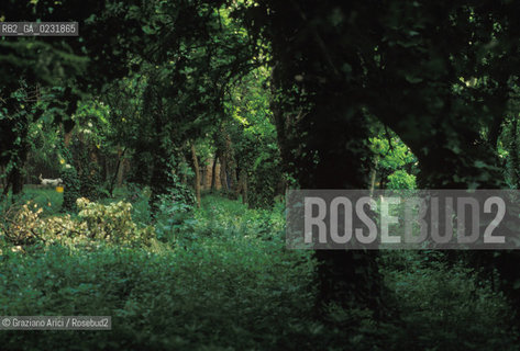 Caption: Nome:..ISOLA DEL LAZZARETTO VECCHIO....Localizzazione:..VENEZIA / ISOLA DEL LAZZARETTO VECCHIO / LAGUNA SUD..VENICE / THE ISLE OF LAZZARETTO VECCHIO / THE SOUTH LAGOON..Soggetto:..ISOLA DEL LAZZARETTO VECCHIO GIARDINO PARCO..THE ISLE OF LAZZARETTO VECCHIO..Cronologia:......Autore:.. ....Stile:......Editori Stampatori:......Committenza:......Materia e Tecnica:......Collocazione:......Note:..NEL 1423 SCOPPIO LA PESTE IN CITTA E LISOLA VENNE TRASFORMATA IN LAZZARETTO ..WITH THE 1423 PLAGUE THE ISLAND BECAME LAZZARETTO  (QUARANTINE STATION)..Riproduzione Fotografica:..Graziano Arici/Rosebud2 ...Copyright:..Graziano Arici / rosebud2/....Data:..1993....Costo:..A....Key:..ISOLE ABBANDONATE..UNINHABITED ISLANDS