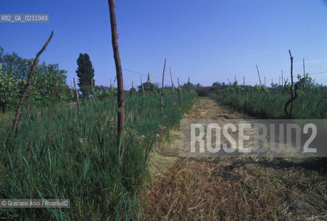 Caption: Nome:..ISOLA DI POVEGLIA....Localizzazione:..VENEZIA / ISOLA DI POVEGLIA / LAGUNA SUD..VENICE / THE ISLE OF POVEGLIA  / THE SOUTH LAGOON..Soggetto:..ISOLA DI POVEGLIA CAMPI VIGNA..THE ISLE OF POVEGLIA..Cronologia:......Autore:......Stile:......Editori Stampatori:.... ..Committenza:......Materia e Tecnica:......Collocazione:......Note:..DAL IX AL XIV SECOLO FU ABITATA DAGLI SCHIAVI E SERVITORI DEL DOGE / NEL XVIII SECOLO VENNE COSTRUITO UN LAZZARETTO, POI TRASFORMATO IN CONVALESCENZIARIO..FROM IXth TO XIVth CENTURY WAS  INHABITED BY THE SLAVES AND SERVANTS OF THE DOGE / IN XVIIth CENTURY  A LAZZARETTO WAS BUILT AND THIS WAS LATER CONVERTED INTO A CONVALESCENT HOME..Riproduzione Fotografica:..Graziano Arici/Rosebud2 ...Copyright:..Graziano Arici / rosebud2/....Data:..1993....Costo:..A....Key:..ISOLE ABBANDONATE..UNINHABITED ISLANDS