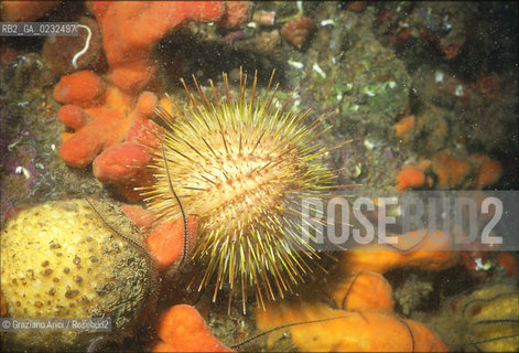 VENEZIA 2003 - MUSEO DI STORIA NATURALE : LACQUARIO DELLE TEGNUE - ARCHIVIO Graziano Arici/Rosebud2  / LAGUNA La cessione dei diritti si intende per quanto di nostra competenza; non comprende invece le eventuali spese relative a diritti che potranno essere richiesti dagli Enti cui appartengono le opere riprese. Tali costi, ove neccessari, e lÕespletamento di qualsivoglia pratica di richiesta permessi sono esclusivamente  a  carico del committente.