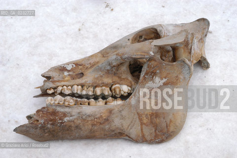 VENEZIA 18/02/04 LAVORI DEL CONSORZIO VENEZIA NUOVA SUL MOLO DI PIAZZA SAN MARCO : RITROVAMENTI DI OGGETTI NEL CORSO DELLO SCAVO  ©Graziano Arici/Rosebud2 ARCHEO