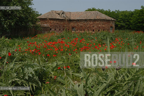 VENEZIA 27-05-04 - ISOLA DI S.ERASMO FORTIFICAZIONI VENEZIANE ©Graziano Arici/Rosebud2 CARCIOFI FIORI