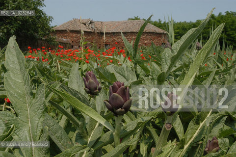 VENEZIA 27-05-04 - ISOLA DI S.ERASMO FORTIFICAZIONI VENEZIANE ©Graziano Arici/Rosebud2 CARCIOFI FIORI