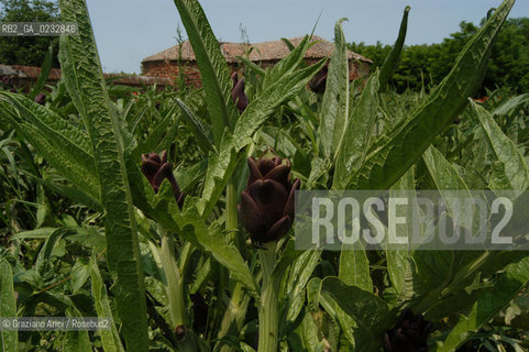 VENEZIA 27-05-04 - ISOLA DI S.ERASMO FORTIFICAZIONI VENEZIANE ©Graziano Arici/Rosebud2 CARCIOFI FIORI