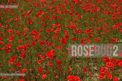 VENEZIA 27-05-04 - ISOLA DI S.ERASMO LAVORI DI SISTEMAZIONE DEI CANALI DELLE CHIAVICHE E DELLE RIVE CHIAVICA OTTOCENTESCA ©Graziano Arici/Rosebud2 CONSORZIO VENEZIA NUOVA