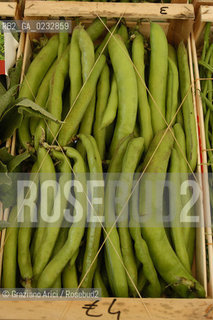 VENEZIA 2/06/04 ISOLA DI S.ERASMO ORTAGGI LOCALI FAVE ©Graziano Arici/Rosebud2 GASTRONOMIA