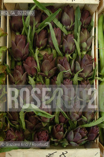 VENEZIA 2/06/04 ISOLA DI S.ERASMO ORTAGGI LOCALI CARCIOFI ©Graziano Arici/Rosebud2 GASTRONOMIA