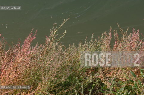 1/11/05 - ISOLA DI S.ERASMO - PERCORSI NATURALISTICI EDUCATIVI -©Graziano Arici/Rosebud2 LAGUNA