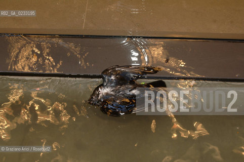 VENEZIA 3/12/05 ALTA MAREA A VENEZIA @ Graziano Arici/Rosebud2 ACQUA ALTA COLOMBO PICCIONE