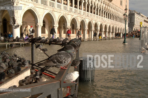 VENEZIA 3/12/05 ALTA MAREA A VENEZIA @ Graziano Arici/Rosebud2 ACQUA ALTA COLOMBO PICCIONE