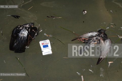 VENEZIA 3/12/05 ALTA MAREA A VENEZIA @ Graziano Arici/Rosebud2 ACQUA ALTA COLOMBO PICCIONE