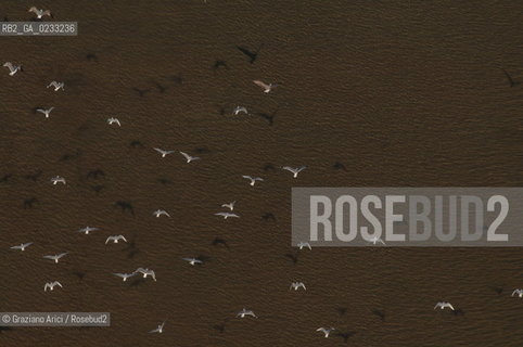 VENEZIA GENNAIO 2006 -FOTO AEREA DELLA LAGUNA CON UNO STORMO DI UCCELLI  @ Graziano Arici/Rosebud2