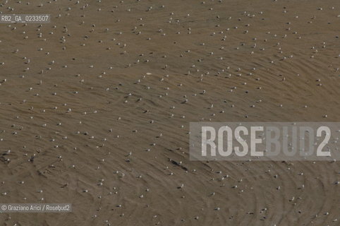 SETTEMBRE 2006 - FOTO AEREE DI UCCELLI IN BARENA IN LAGUNA DI VENEZIA ©Graziano Arici/Rosebud2